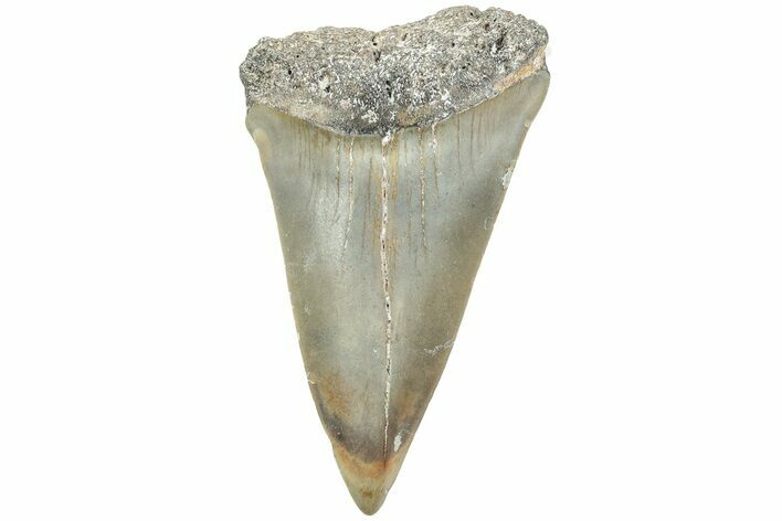 Fossil Broad-Toothed Mako Shark Tooth - North Carolina #235210